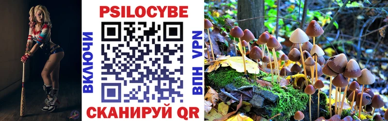 купить наркотик  Петровск-Забайкальский  мега   Псилоцибиновые грибы Psilocybine cubensis 